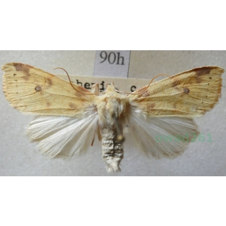 Xanthia icteritia (Hufnagel, 1766) Ozimica ziemista Czech90h